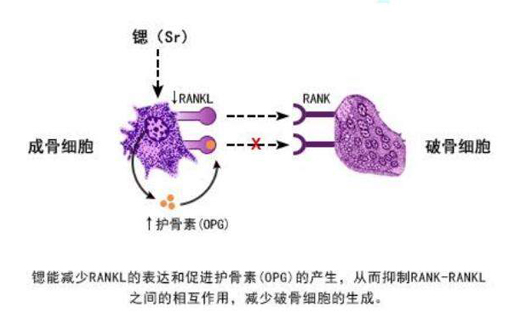 探密丨鍶與人體健康到底存在什么樣的關(guān)系？
